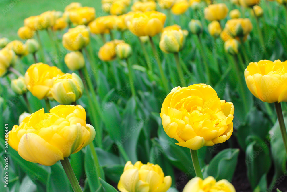 Obraz premium Yellow terry tulips
