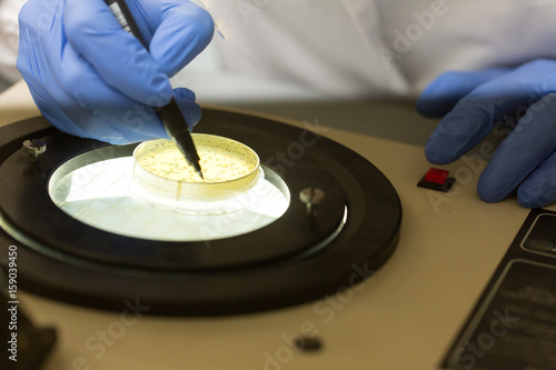 Scientist at work with colony counter photo