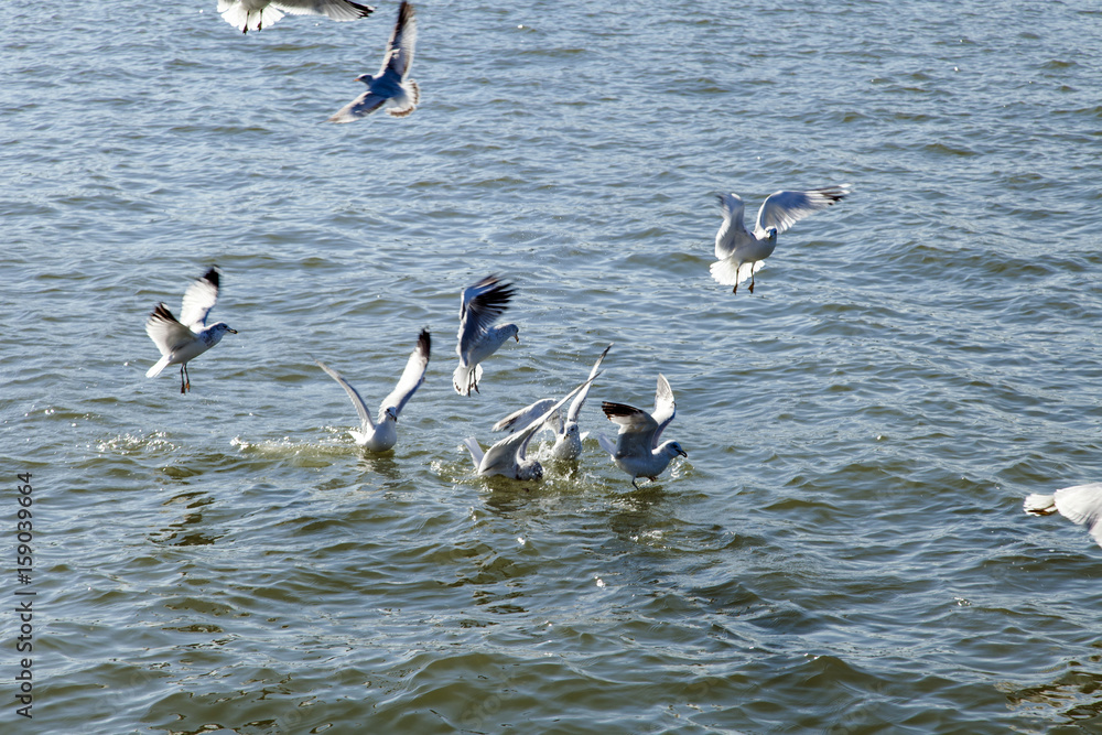 Seagulls over Water