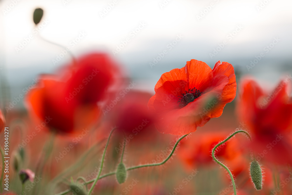 Klatschmohn Stock Photo Adobe Stock