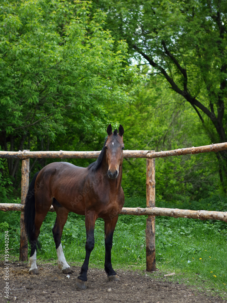 Fototapeta premium Beautiful brown horse stands alone in a field behind a fence 