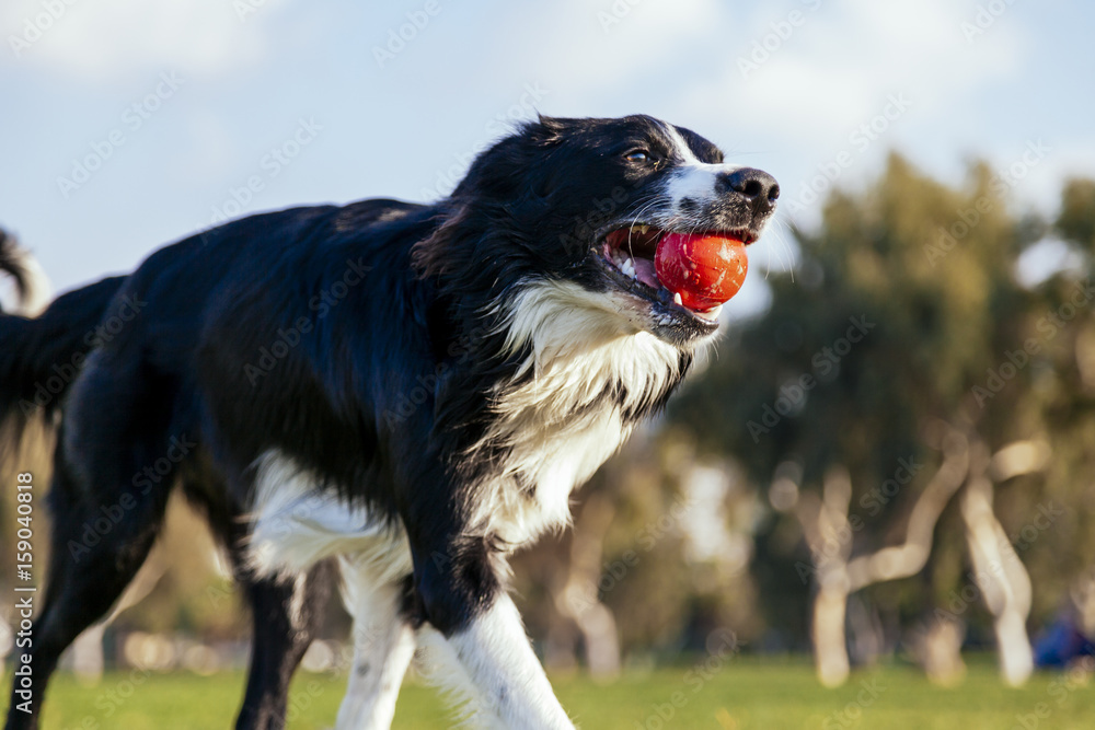 Dog Fetching in the Park Dog Fetching in the Park