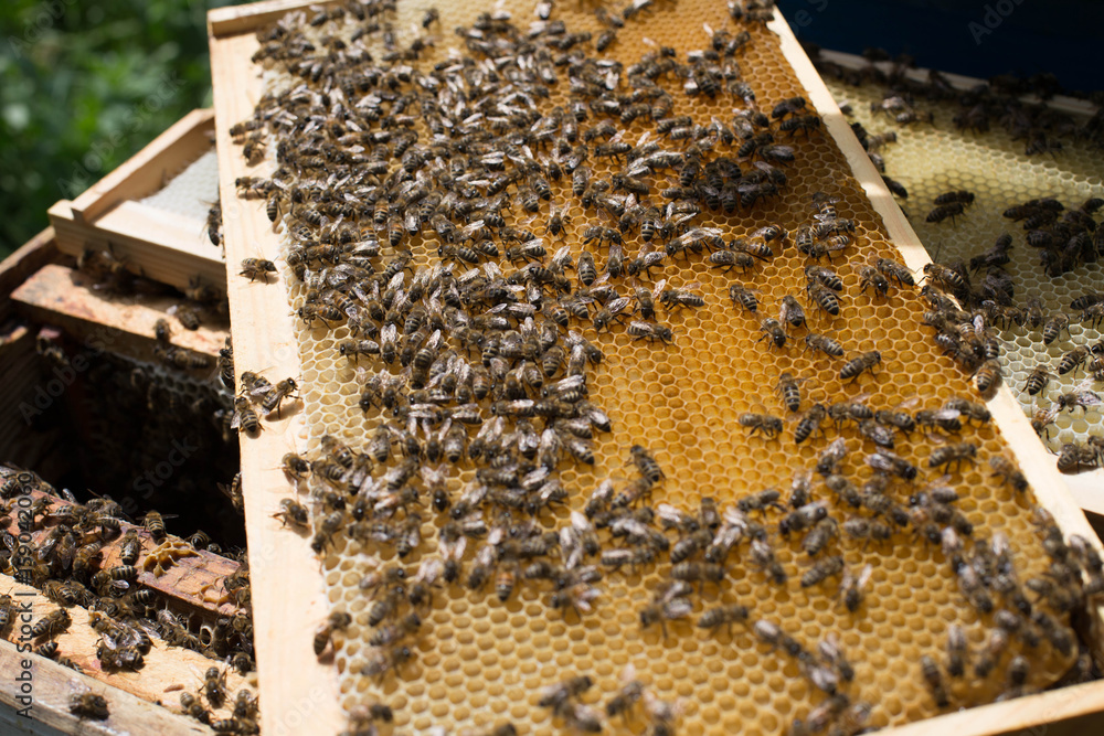 Honeycomb frame set up by bees, with lack of space for honey. Self-built bees waxed. Bee family in beehive. Bees in a hive on built-in wax. Honey frame. Honeycomb frame set up by bees, with lack of space for honey. Self-built bees waxed. Bee family in beehive. Bees in a hive on built-in wax. Honey frame.