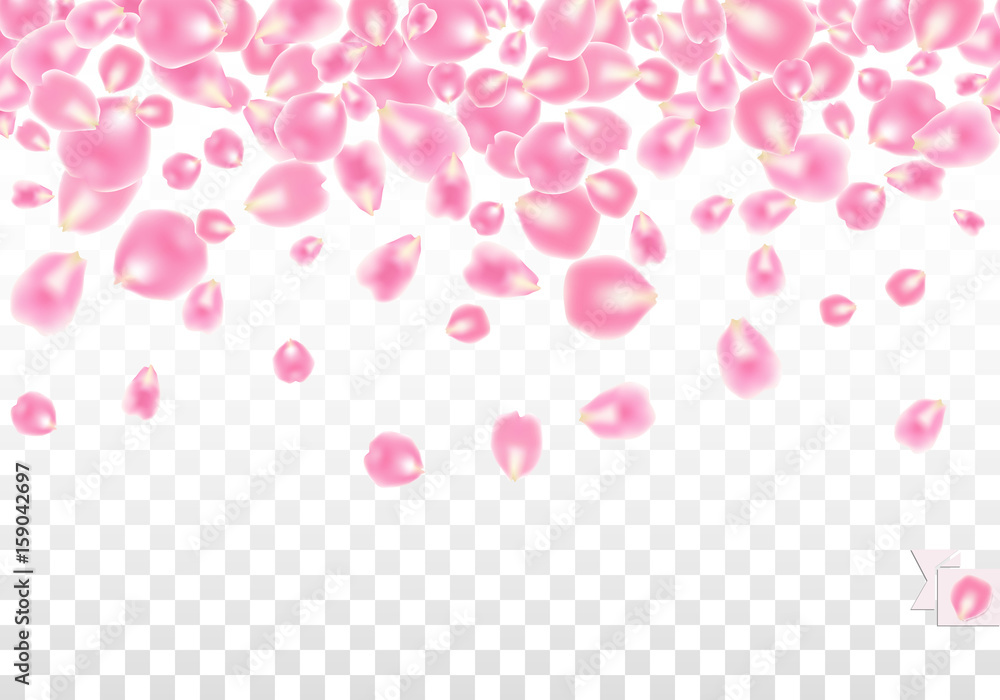 Seamless border background with scattered Rose petals isolated on white transparent background. Vector illustration