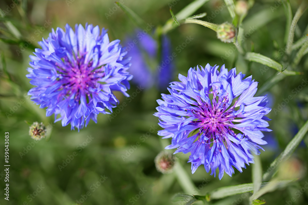 Blue cornflowers in garden top view Blue cornflowers in garden top view
