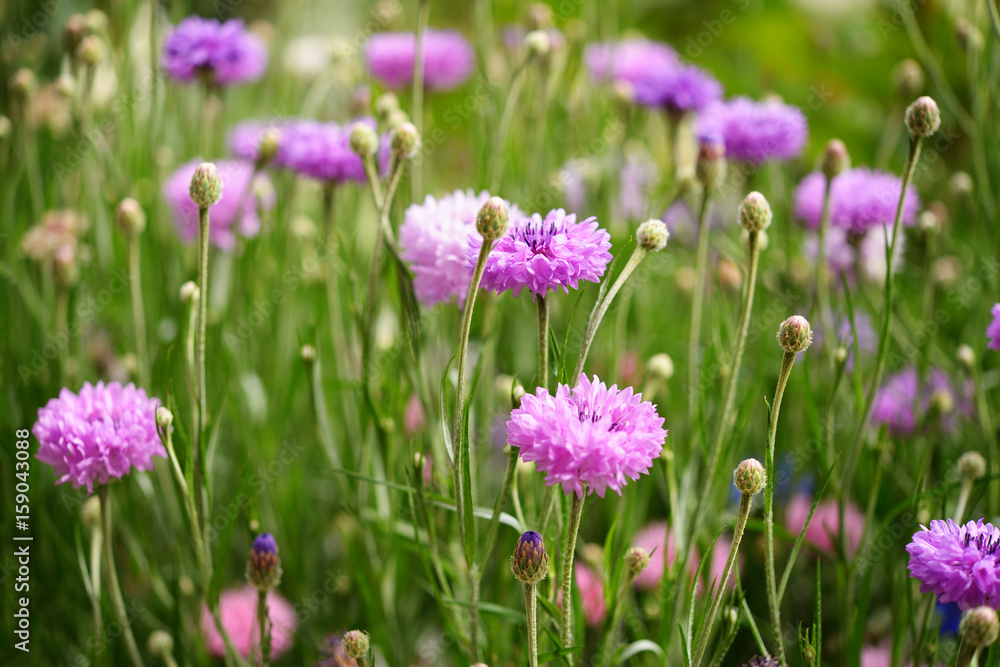 Purple cornflowers in garden