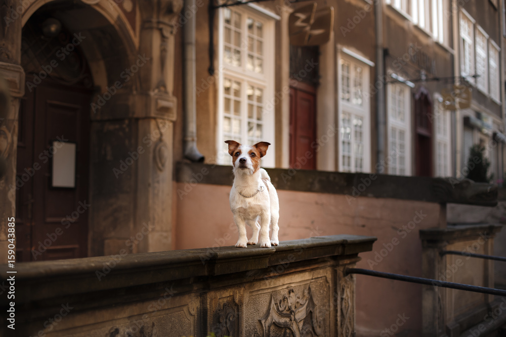 Dog Jack Russell Terrier in the old town