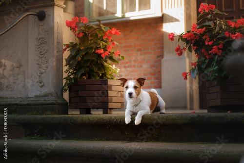 Dog Jack Russell Terrier in the old town