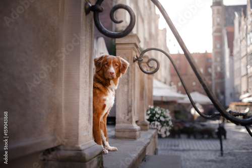 Fototapeta Naklejka Na Ścianę i Meble -  Dog Nova Scotia duck tolling Retriever in old town