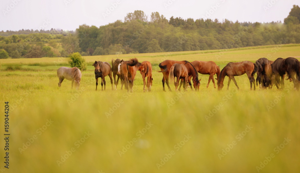 watching wild horses, a herd of young wild horses grasing in the pasture
