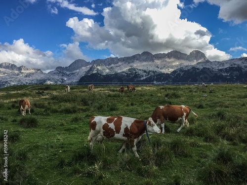 Cows in the Julian Alps  Montasio plateau  Italy 