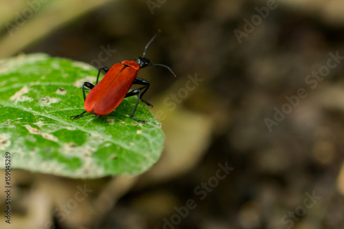 Soldier Beetle in natural environment