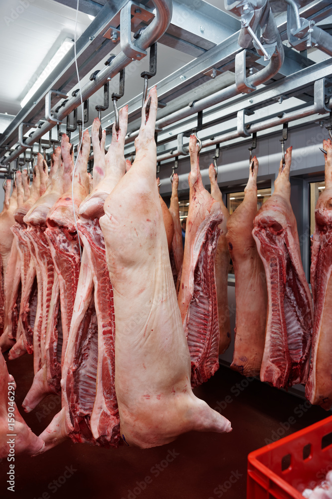 Pig carcasses cut in half in slaughtergouse