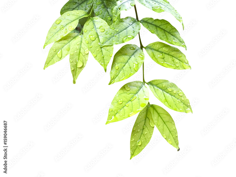 green leaf isolated on white with clipping path, green leaf isolated on white with clipping path,