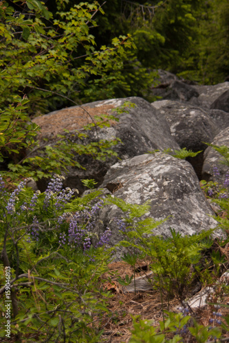 Lupines and boulders
