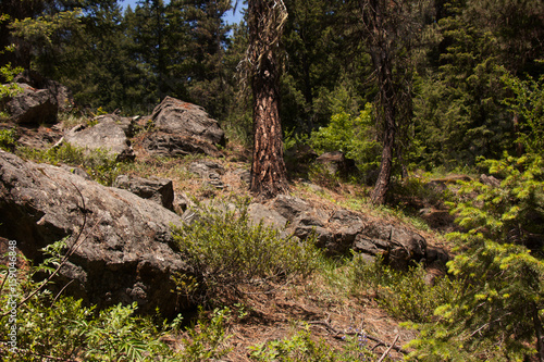 Rocky Trail