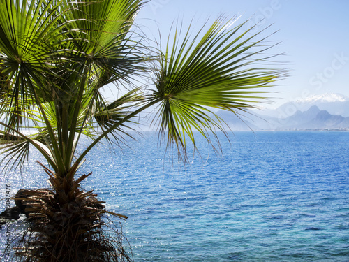 seascape and palm tree