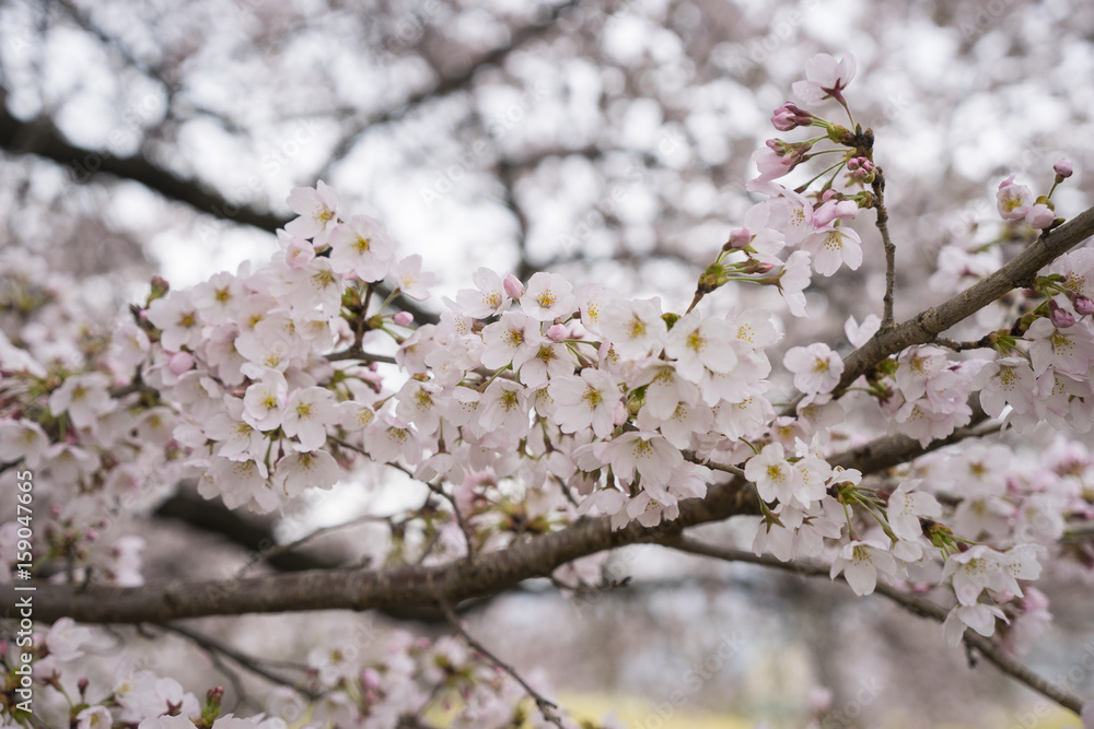 Japan Cherry Blossom