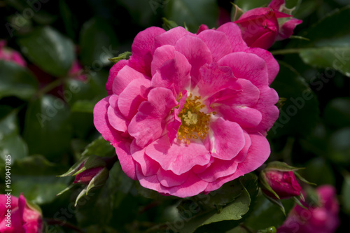 Close up of a pink rose growing on bush