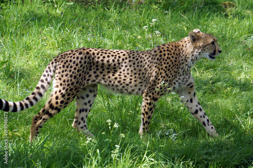 Gepard  (Acinonyx jubatus) © etfoto