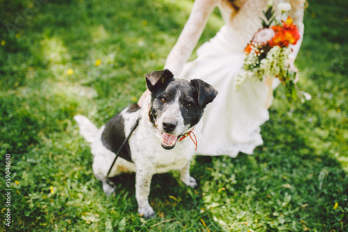 Fototapeta Naklejka Na Ścianę i Meble -  Hands of a girl in stroking a black and white dog on a lawn in the park