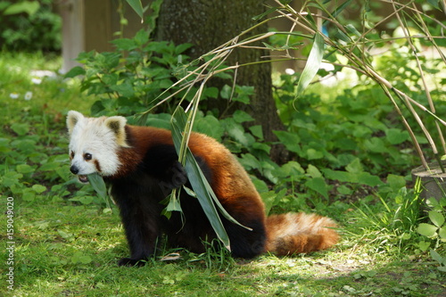 Fototapeta Naklejka Na Ścianę i Meble -  Kleiner Panda (Ailurus fulgens) frisst Bambusblätter