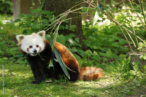 Fototapeta Naklejka Na Ścianę i Meble -  Kleiner Panda (Ailurus fulgens) frisst Bambusblätter