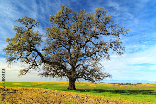 An Oak In Spring