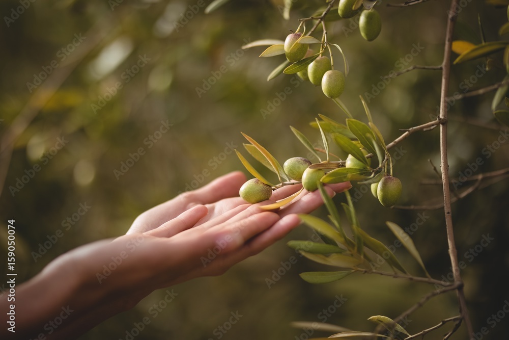 Fototapeta premium Hands of woman touching olive tree at farm