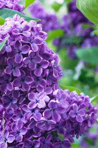 Syringa Lilac in Moscow