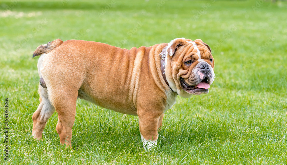 English bulldog outdoor English bulldog outdoor