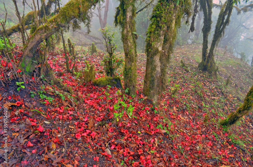 Falling rhododendron flowers on the ground. Nepal, Annapurna region. Falling rhododendron flowers on the ground. Nepal, Annapurna region.