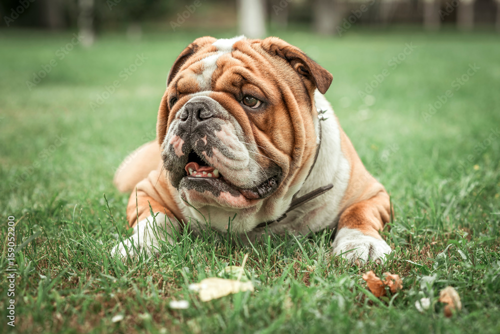 English bulldog lying in the grass..