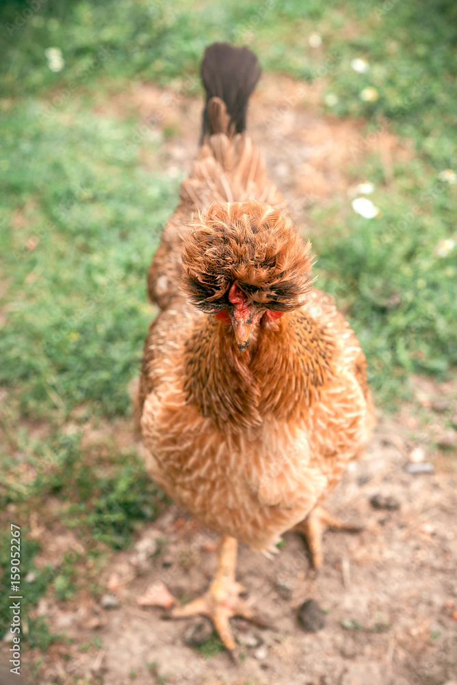 Portrait of chicken with funny hair,selective focus Stock Photo | Adobe  Stock