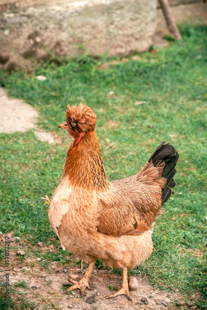 Chicken with funny hair Stock Photo | Adobe Stock