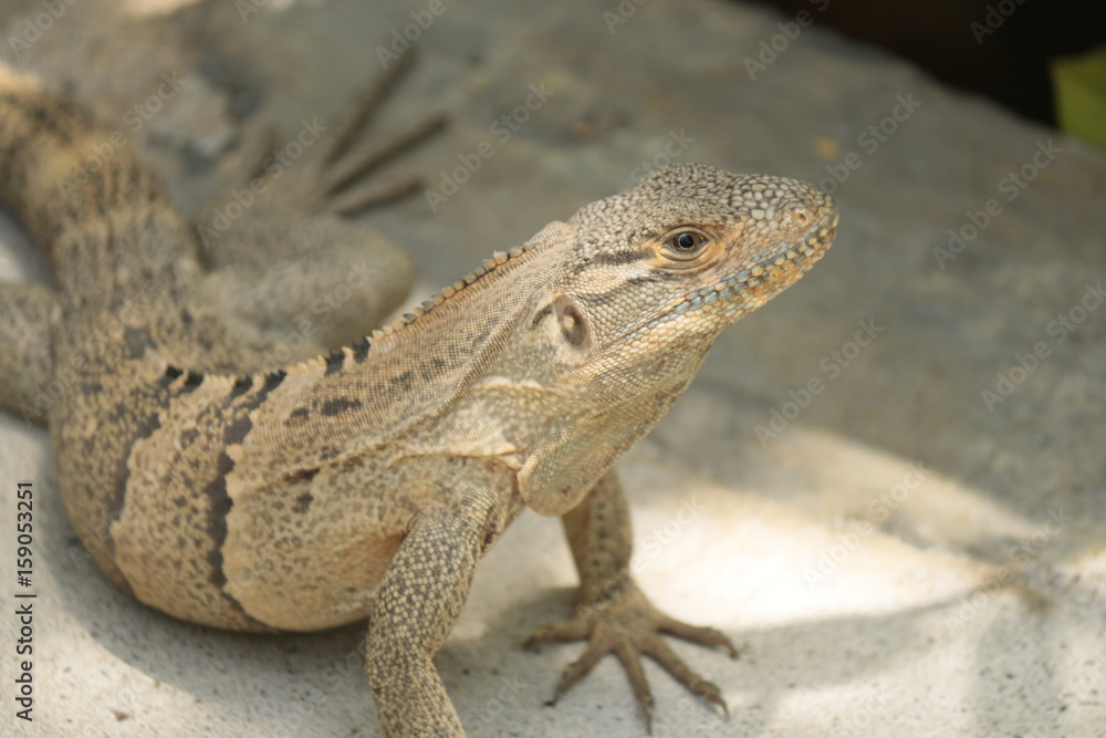 Iguana Iguana