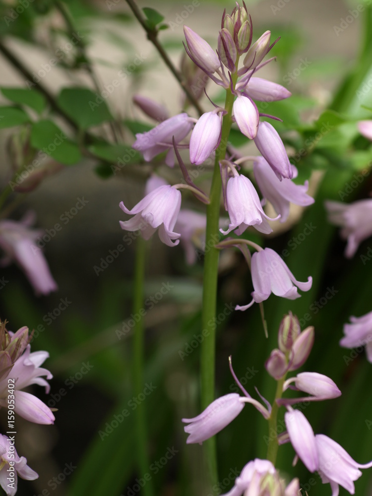 Obraz premium Purple Flowers I