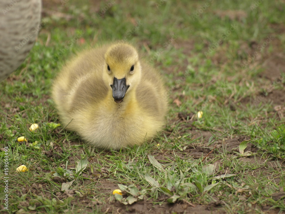 Gosling V Gosling V