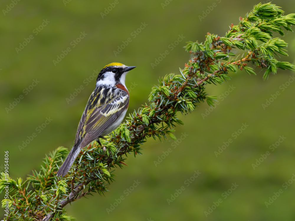Chestnut-sided Warbler Chestnut-sided Warbler
