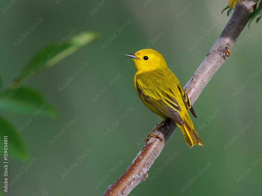 Yellow Warbler Yellow Warbler