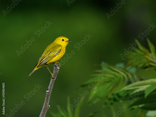 Yellow Warbler © FotoRequest