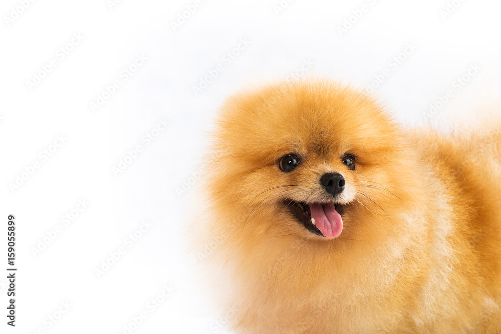 Portrait of sitting pomeranian spitz Portrait of sitting pomeranian spitz