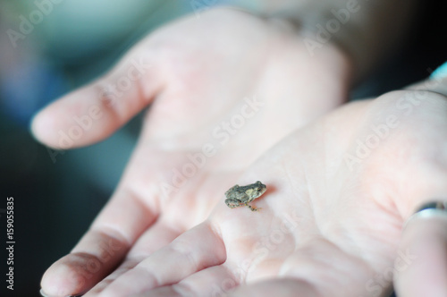 Female hands holding a tiny frog photo