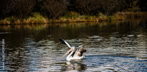 Pelican pond  © Aleksei