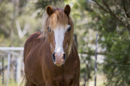 Beautiful chestnut pony front profile