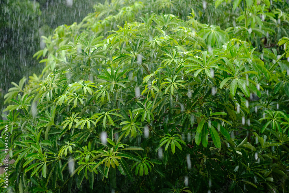Rain season and tree Rain season and tree