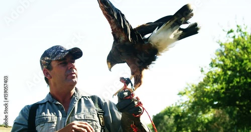 Falcon eagle perching on mans hand photo