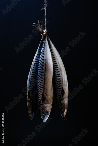 Mackerel Three mackerel fish hanging from a piece if twine photo