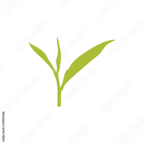 Tea leaf vector