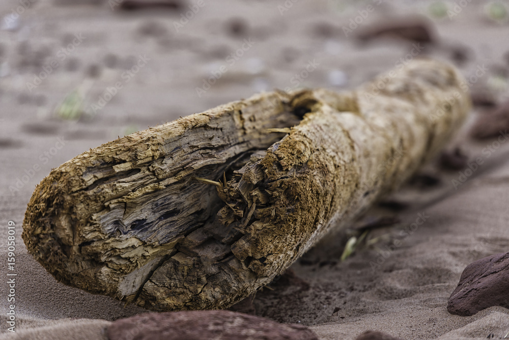 driftwood